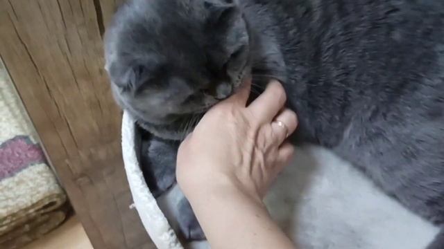 Снежок смотреть онлайн