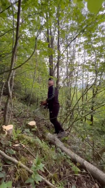 STIHL - MS 180 валка дерева смотреть онлайн