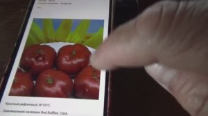 Как посмотреть Каталог семян томатов 2025 года с телефона?