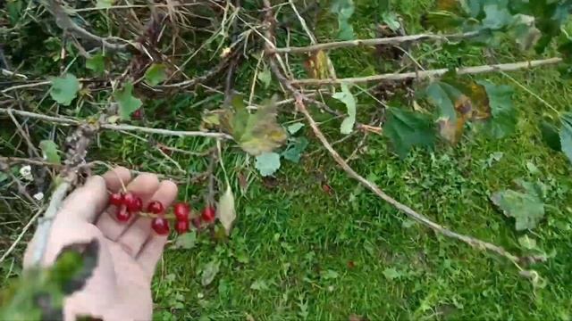 Измельчитель веток. смотреть онлайн