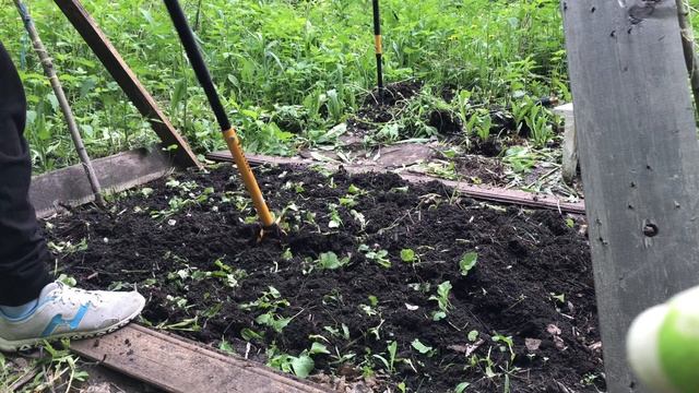 Рано посеяла огурцы. Кошка Буся знакомится с лягушкой смотреть онлайн