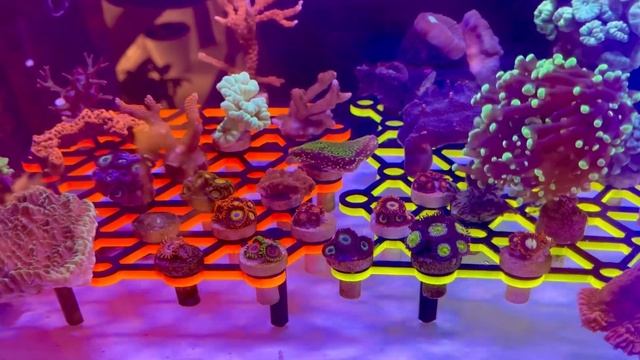 Подставка под фраги / 3д печать / морской аквариум