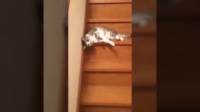 Кот ро лестнице смотреть онлайн