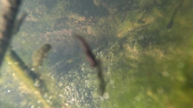 GX010242 2025-05-14 смотреть онлайн