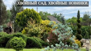Хвойный сад. Хвойные новинки.