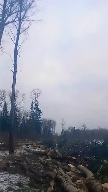 Husqvarna 555 - батарейная валка леса смотреть онлайн