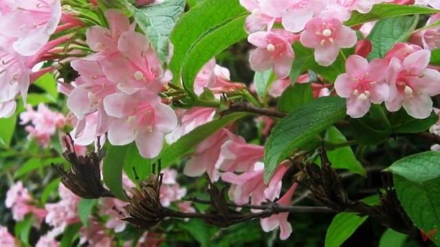 Растение Вейгела (Weigela)