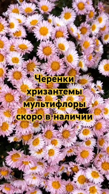 черенки хризантемы мультифлоры смотреть онлайн