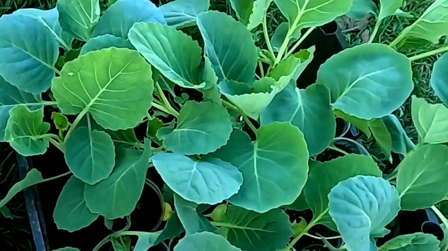 Высаживаю капусту!! Что положить в лунку для хорошего урожая и защиты от болезней! смотреть онлайн