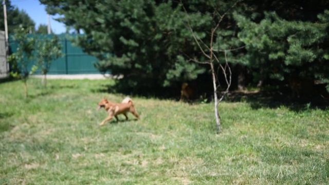 Лают ли карело-финские лайки без причины? :: Finnish Spitz bark without reason or not?