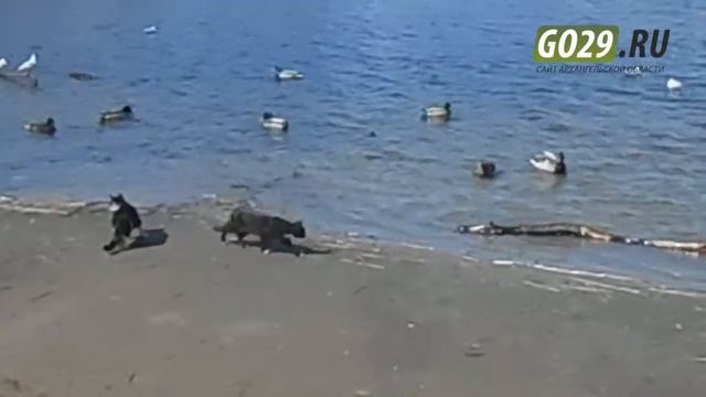 Как коты Северодвинска охотятся на уток смотреть онлайн