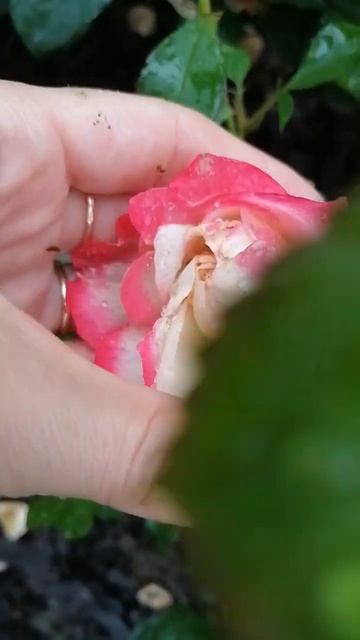 расцветает роза "принц монако" смотреть онлайн