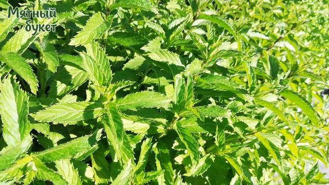 Медовая мята смотреть онлайн