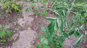 Почему крутятся верхушки томатов?