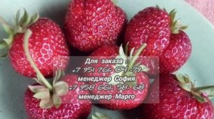 Сорт клубники Полка (Полька). Это самый лучший сорт клу