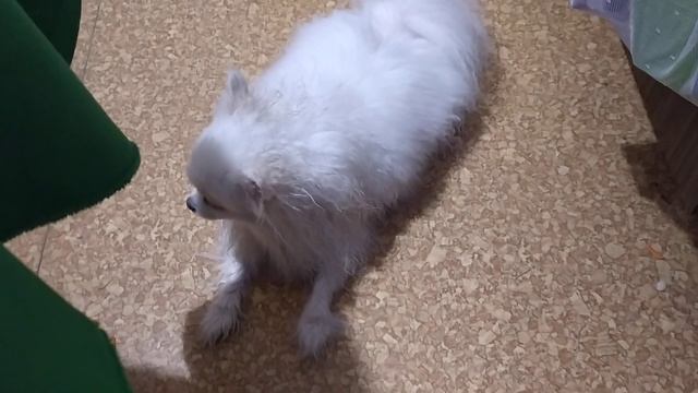 Гучи после душа 💓💓💓милота #шпицы #шпиц смотреть онлайн