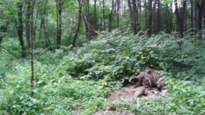 Лоси. Сокольники. "Вот как бывает!"