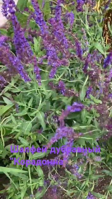 Посадите себе на участок шалфей дубравный Карадонна!!! смотреть онлайн