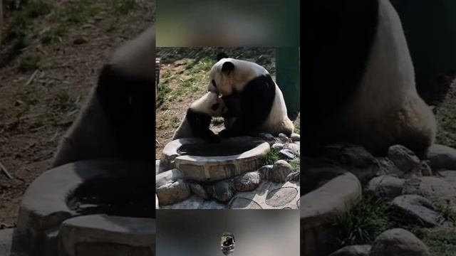 панда 2 смотреть онлайн