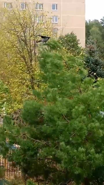 Мотивированный ворон, смотреть онлайн без Смс и регис? смотреть онлайн