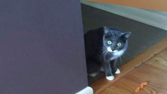 CANCER WHISTLES / РАК СВИСТИТ