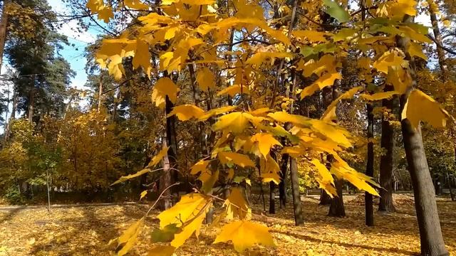 Осенние листья