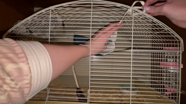 Новый гамак для крыс