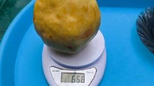 Груша Бланка. Pear Blanca. Дуже крупні плоди, з ніжною, смачн