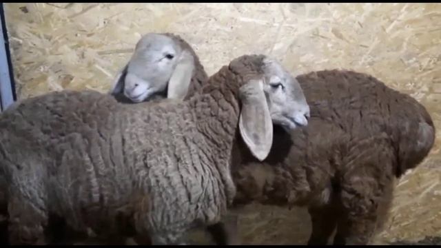 Козылар на оценку смотреть онлайн