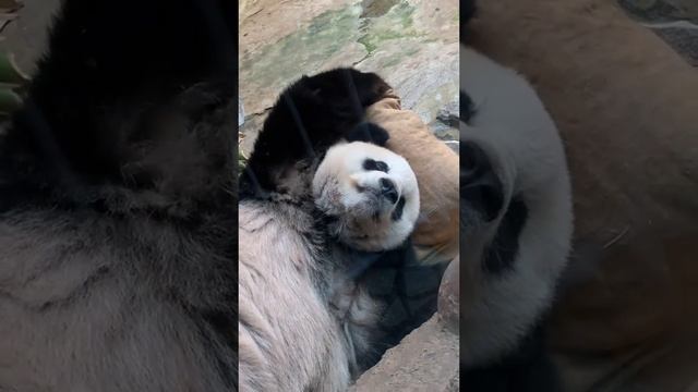 панда 1 смотреть онлайн