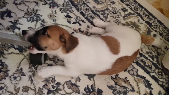 День 34-й. Стальные зубы Win против железной стойки! смотреть онлайн