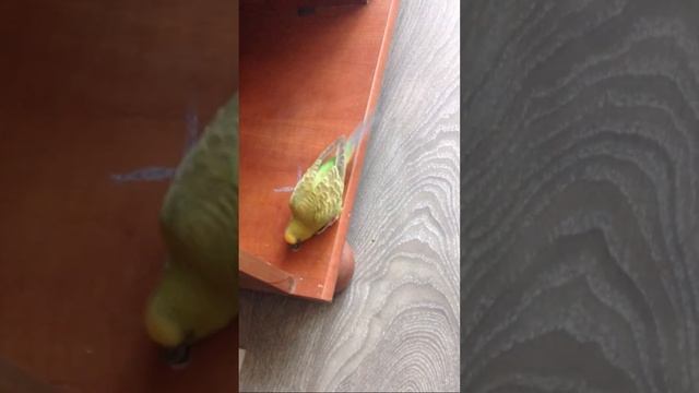 Жора намекает на новую мебель) смотреть онлайн