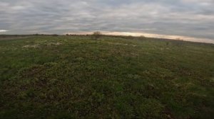 Отработали коростеля