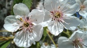 Птицы поют. Вишня цветёт Боярышник Одуванчик.