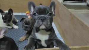 Щенки французского бульдога