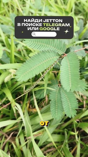 Растение интроверт 🌿🫥