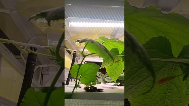 Как я создал автоматизированную СИТИФЕРМУ: урожай кру смотреть онлайн