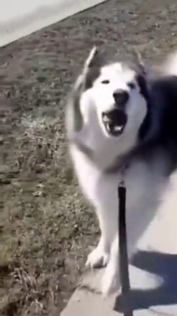 Точь-в-точь #юмор #юмористическийконтент #юморныемемы смотреть онлайн