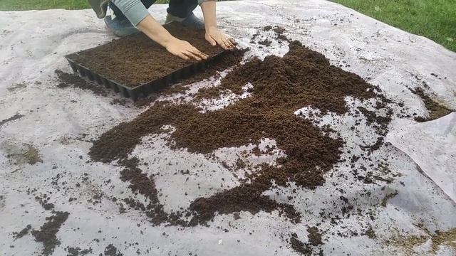 Коли і як сіяти КАВУН на розсаду та у відкритий грунт в Рівненській обл🍉. смотреть онлайн