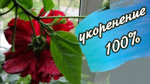 Роза Китайская. Размножение черенками