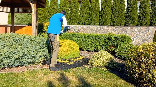 Стрижка низкорослых хвойных и вечнозелёных. Можжевел? смотреть онлайн