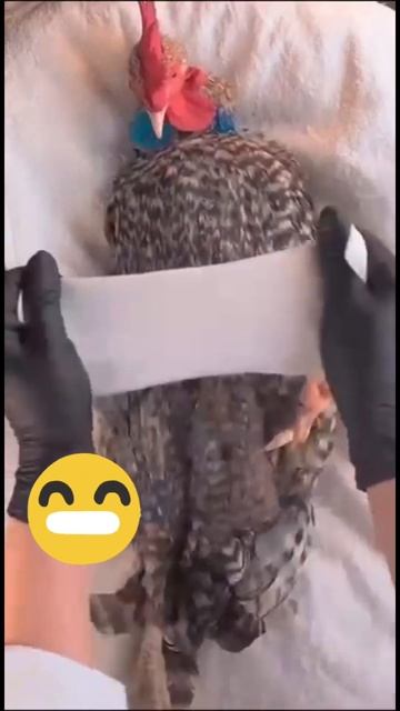 Курочка маникюр.#coversong #automobile #каверы #ремонт #кавер #funny смотреть онлайн