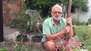 Фотиния Фрезера Red Robin посадка и уход. #uzbekistan #садовод #м