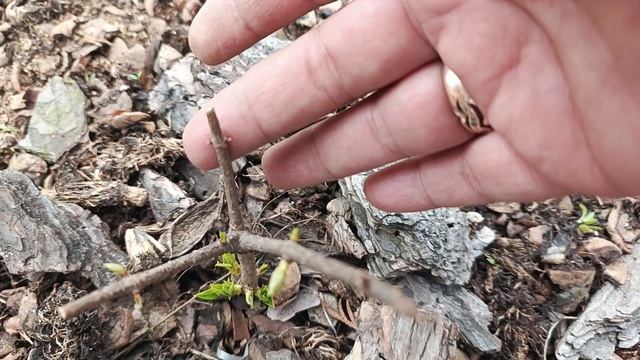 Как-то странно просыпаются гортензии. Продолжаю высаживать гортензии. смотреть онлайн