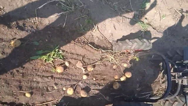 копаем картошку самодельный картофелекопалкой для мо смотреть онлайн