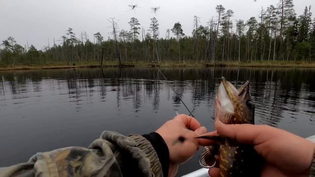 Рыбалка в Карелии. Боевые щуки таёжного озера. смотреть онлайн