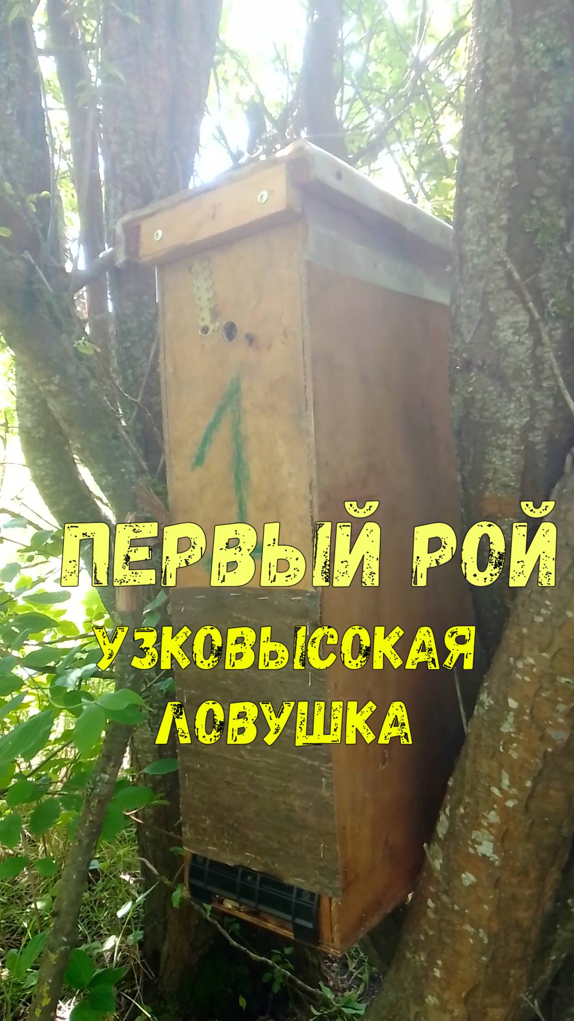 Первый рой сезон 2025 смотреть онлайн