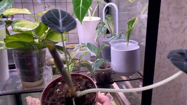 ВИТРИНА ДЛЯ РАСТЕНИЙ | Greenhouse