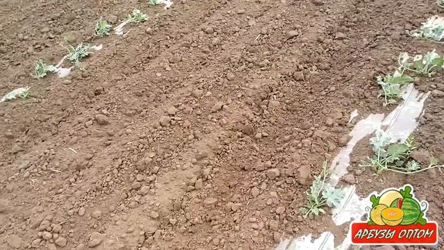 Прополка арбуза на капельном 28 05 2014