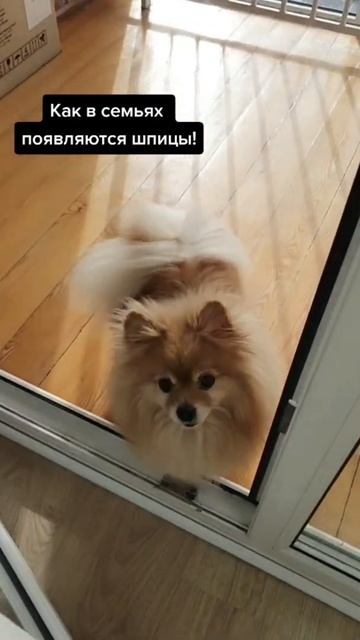 Как в семье появляются шпицы?